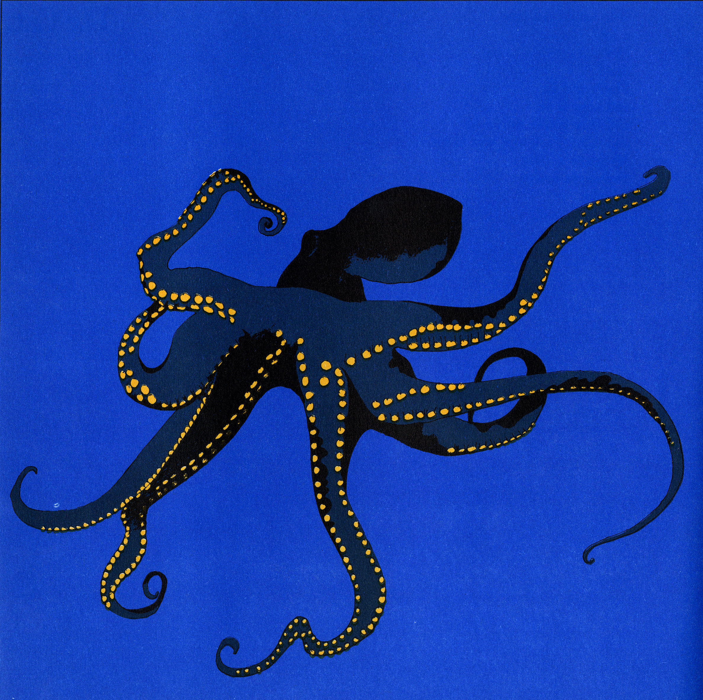 Octopus